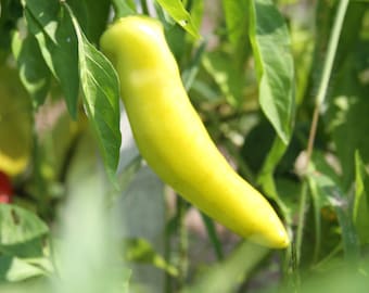 Hungarian Yellow Wax Hot Pepper - Heirloom 15 seeds