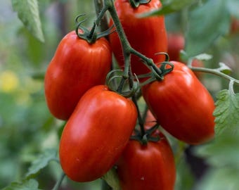 Federles Italian Paste Tomato - RARE Heirloom 10 seeds