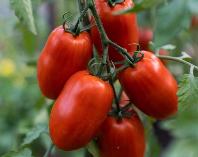 Federles Italian Paste Tomato - RARE Heirloom 10 seeds