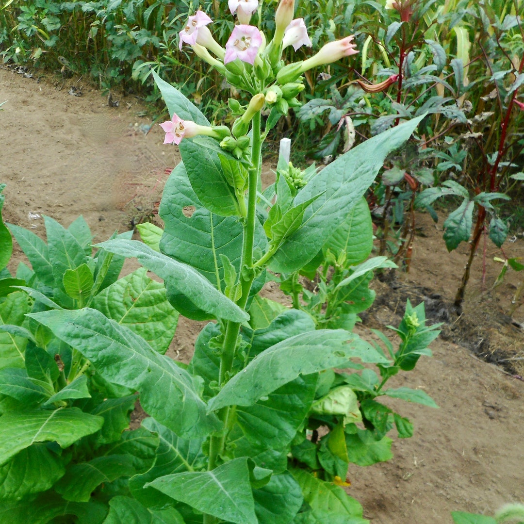 tobacco plant for sale near me Good Seed Company Seed 22 harvestable leaves Jupiter Burley Tobacco- VERY RARE