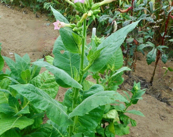 Jupiter Burley Tobacco- VERY RARE heirloom seeds