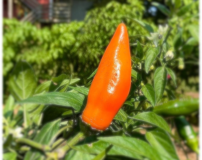 Tequila Sunrise Sweet Pepper - RARE heirloom 15 seeds