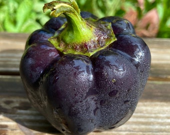 Zulu Black Sweet Pepper - Heirloom 15 seeds