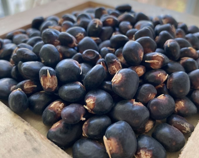 Succotash Pole Bean - Rare Heirloom 15 seeds
