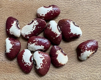Old Time Pink & White Pole Lima Bean - RARE heirloom 10 seeds