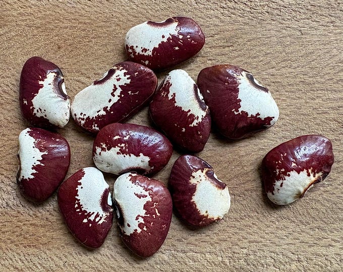 Old Time Pink & White Pole Lima Bean - RARE heirloom 10 seeds