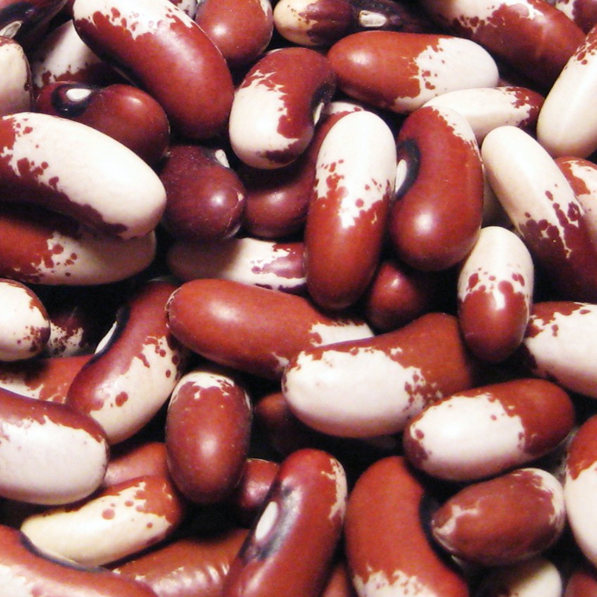 Painted Pony Bean - Heirloom 20 seeds