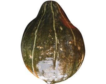 Warted Green Hubbard Squash - RARE Heirloom 7 seeds