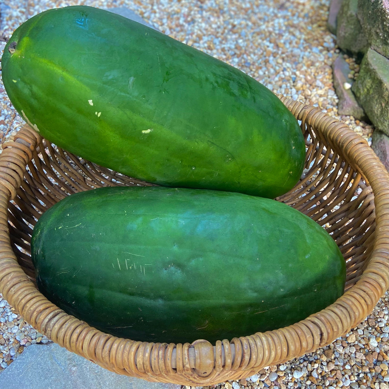 Bradford Red Watermelon RARE heirloom 12 seeds Etsy
