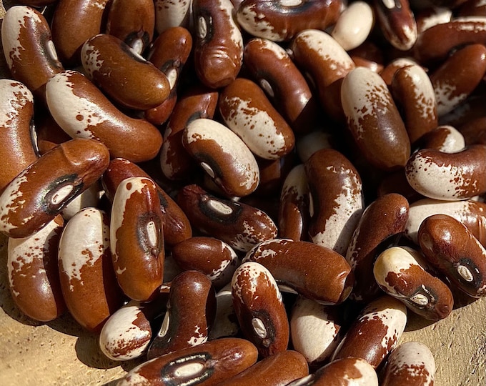 Painted Pony Bean - Heirloom 15 seeds