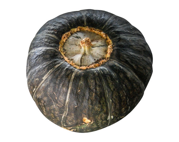 Burgess Buttercup Squash - RARE heirloom 10 seeds