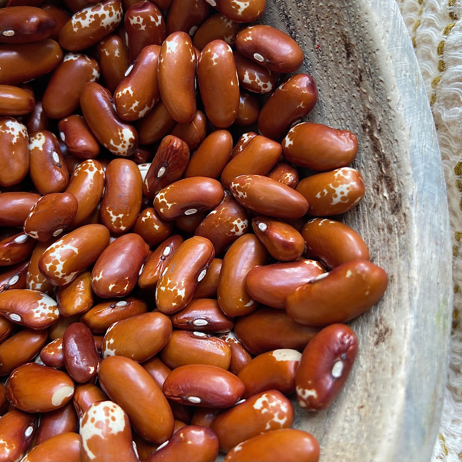 Zuni Shalako Bean RARE heirloom 20 seeds Etsy