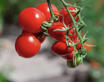 Pea Size Tomato - RARE Heirloom 10 seeds