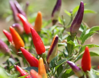 Chinese Ornamental Chili Pepper - Heirloom seeds