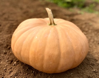 Long Island Cheese Pumpkin - RARE heirloom 8 seeds