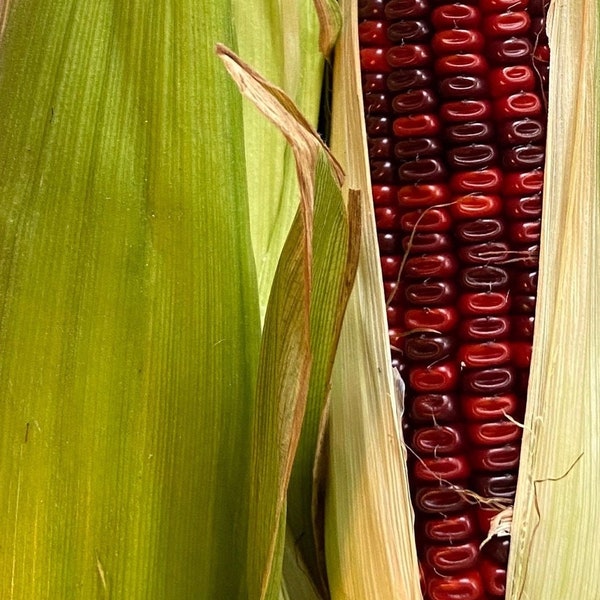 Jimmy Red Corn - Heirloom 40 seeds