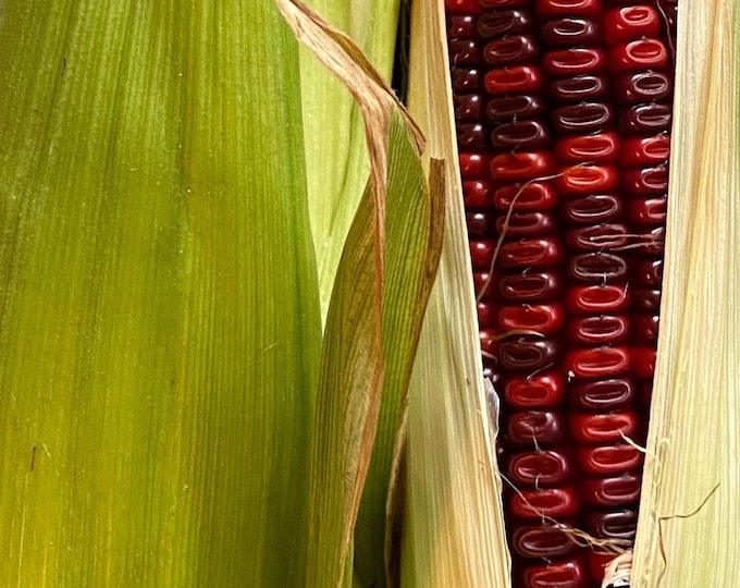 Jimmy Red Corn - Heirloom 40 seeds