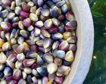 Glass Gem Corn - heirloom 20 seeds
