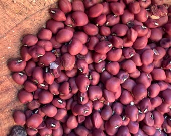 Torkuviahe Bean - ENDANGERED VERY RARE heirloom 20 seeds