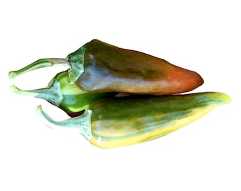 Fish Hot Pepper - RARE Heirloom 10 seeds