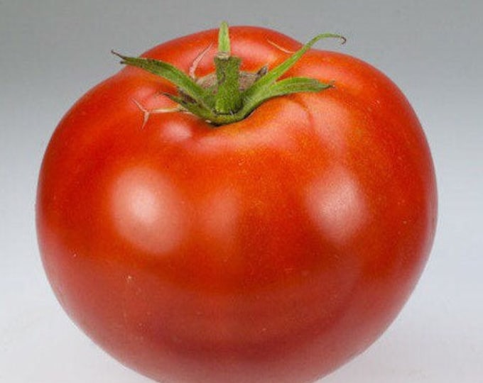 Old Brooks Tomato - Heirloom 10 seeds
