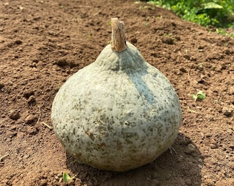 Silver Bell Squash - RARE heirloom seeds