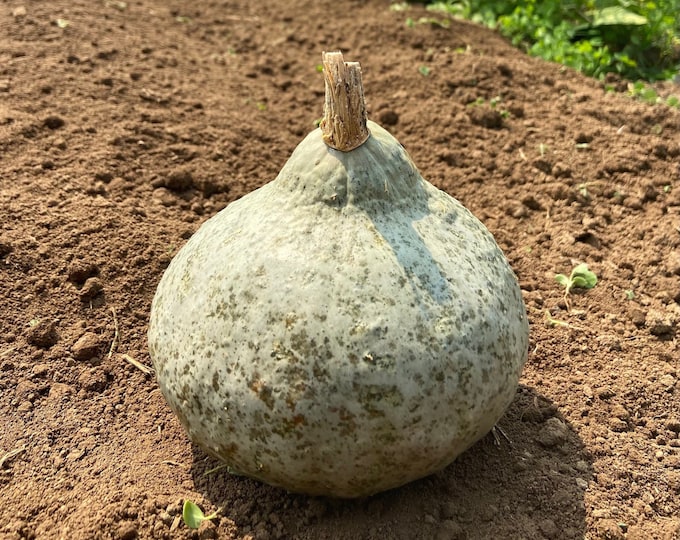 Silver Bell Squash - RARE heirloom seeds