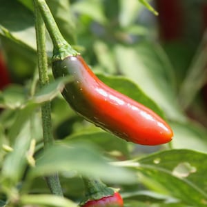 Grande Pequin Chili Pepper - RARE Heirloom 15 seeds