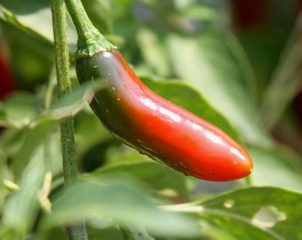Grande Pequin Chili Pepper - RARE Heirloom 15 seeds