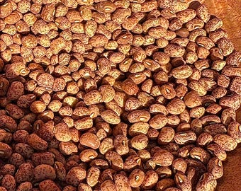 Headrick Greasy Cut-Short Pole Bean - RARE heirloom 20 seeds