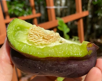 Zulu Black Sweet Pepper - Heirloom 15 seeds