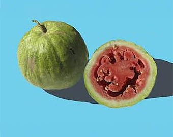 Chelsea Watermelon - RARE heirloom 10 seeds
