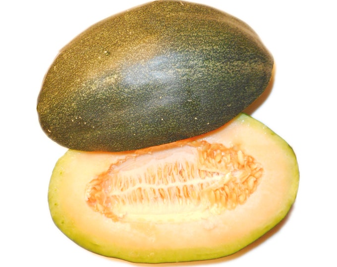 Green Dulcimer Cantaloupe - RARE heirloom 10 seeds