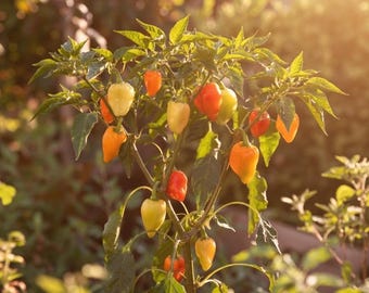 Santa Fe Grande Pepper - RARE Heirloom 10 Seeds