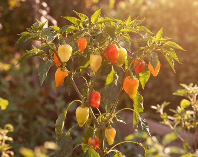 Santa Fe Grande Pepper - RARE Heirloom 10 Seeds