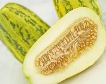 Apple Melon - RARE heirloom 10 seeds