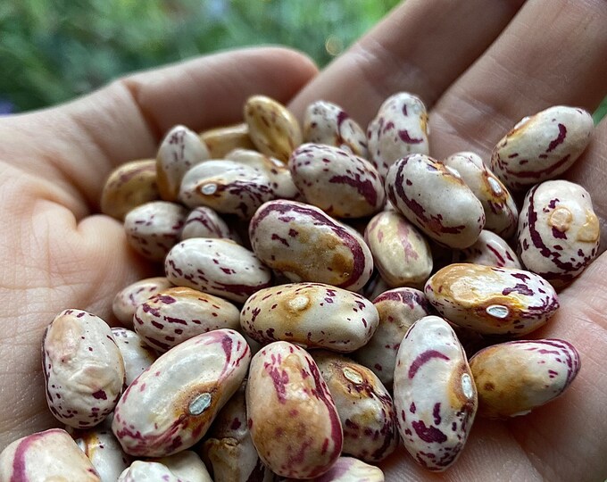 Borlotto Di Vigevano Bush Bean - Rare heirloom 15 seeds