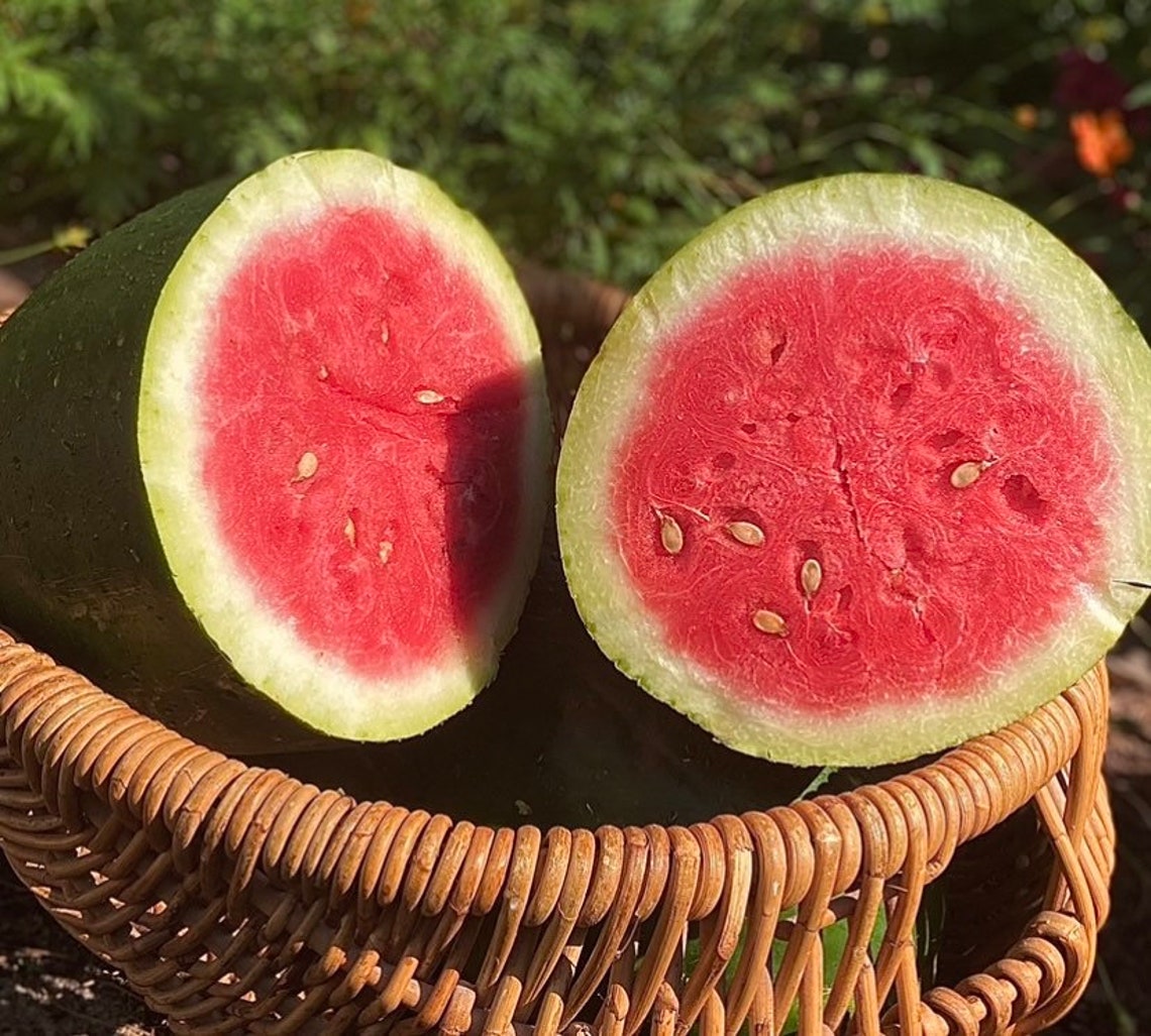 Bradford Red Watermelon RARE heirloom 12 seeds Etsy