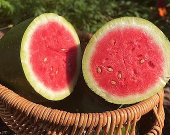 Bradford Watermelon - RARE heirloom 15 seeds