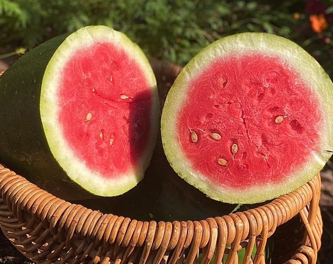 Bradford Watermelon - RARE heirloom 15 seeds
