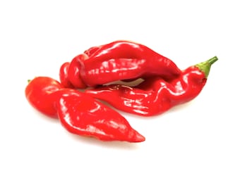 Aji Sugar Rush Red Hot Pepper - Heirloom 10 Seeds