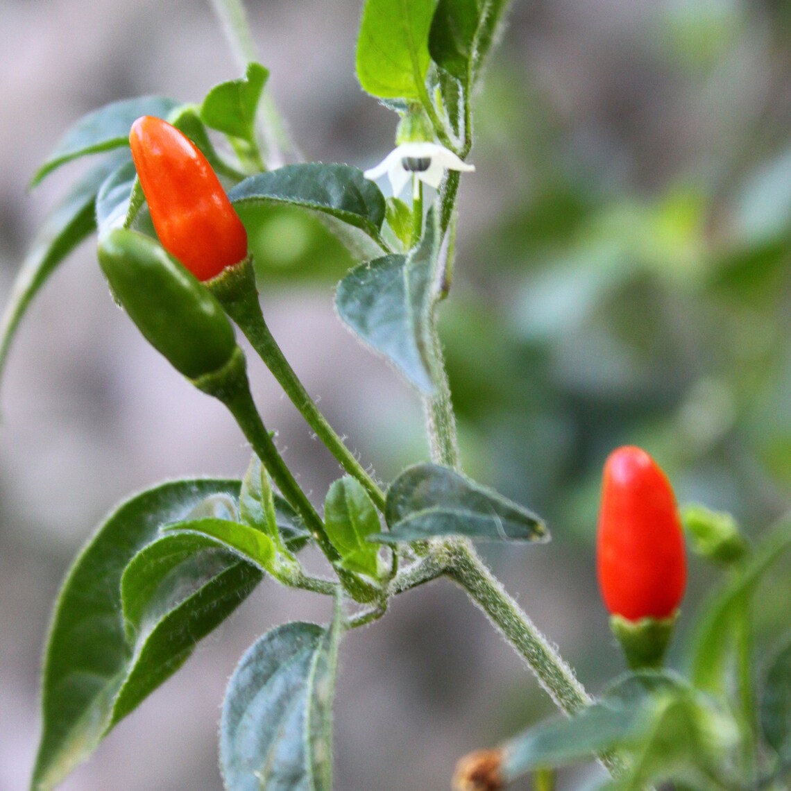 Pequin Chili Pepper Heirloom 10 Seeds Etsy