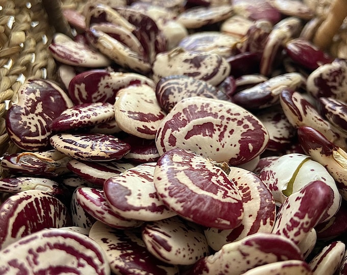 Christmas Lima Pole Bean - RARE heirloom 15+ seeds
