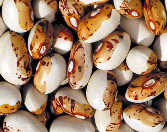Hidatsa Shield Bean - Heirloom 15 seeds