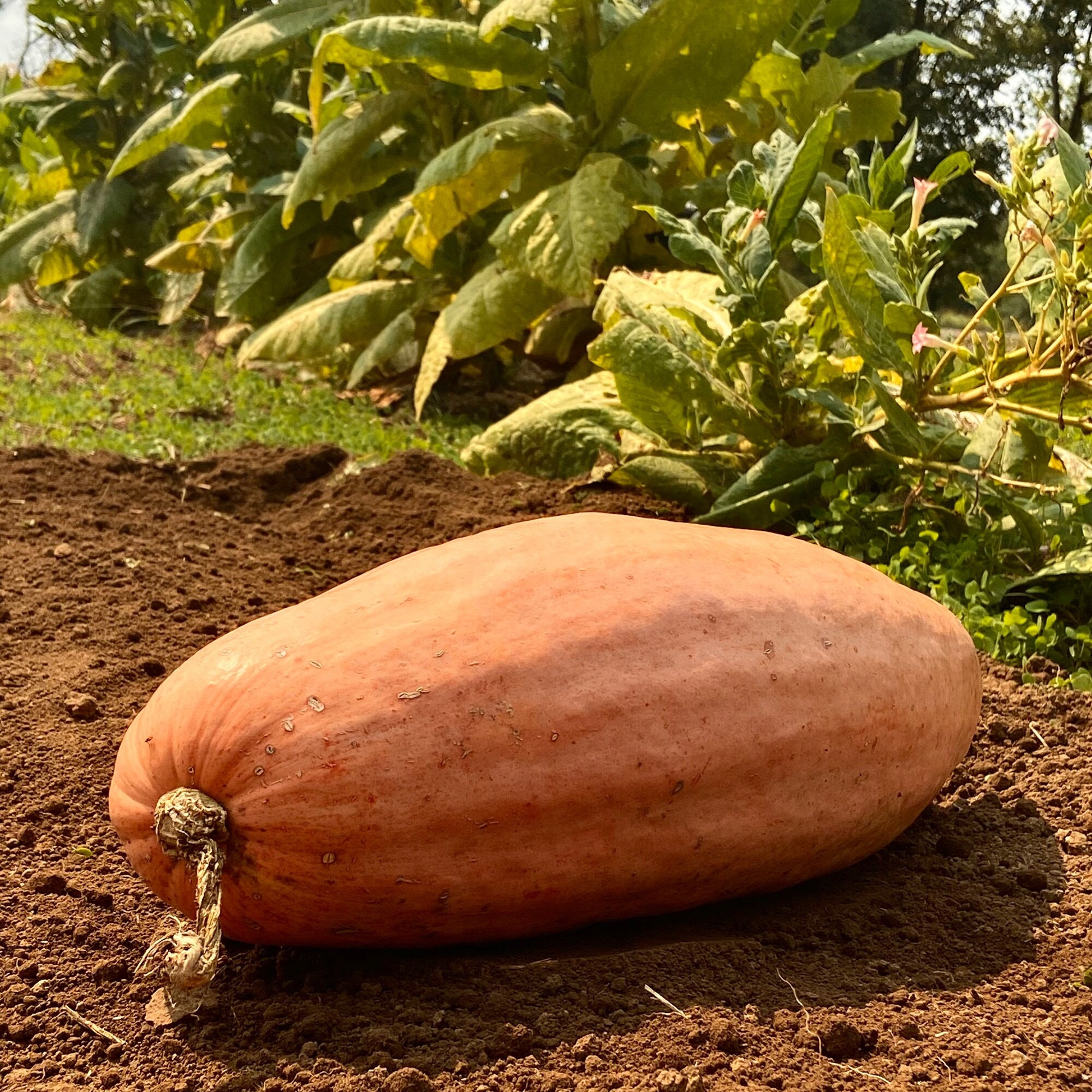 Pink banana squash plant
