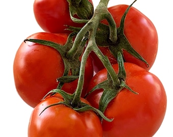 Alaskan Fancy Tomato - Heirloom 10 seeds