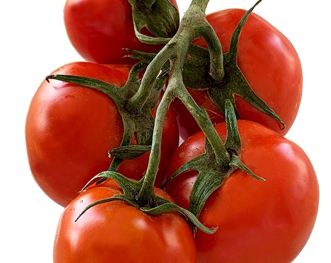 Alaskan Fancy Tomato - Heirloom 10 seeds