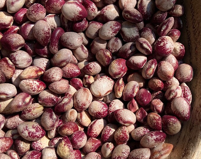 Amish Knuttle Bean - RARE heirloom 15 seeds