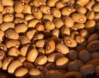 Kentucky Sulphur Bush Bean - RARE heirloom 20 seeds