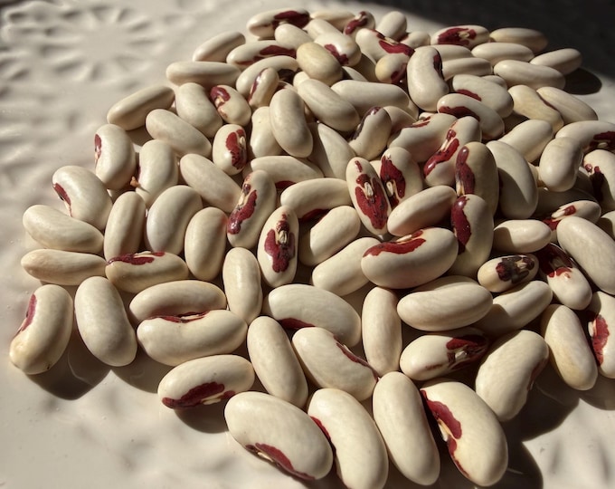 Krester Soldier Bush Bean - RARE heirloom seeds